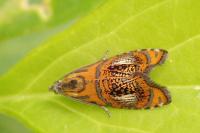 Olethreutes arcuella