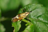 Alabonia geoffrella