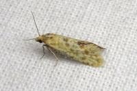 Aethes moribundana