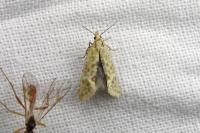 Aethes moribundana