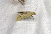 Aethes moribundana