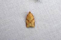 Clepsis consimilana