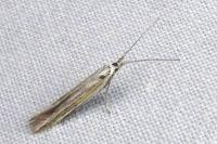 Coleophora