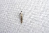 Coleophora