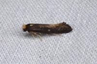 Monopis nigricantella