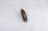 Monopis nigricantella