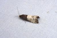 Notocelia cynosbatella