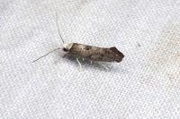 Paraswammerdamia albicapitella