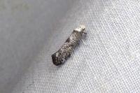 Paraswammerdamia albicapitella
