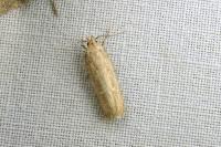 Platyedra subcinerea