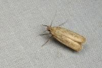 Platyedra subcinerea