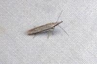 Pleurota ericella