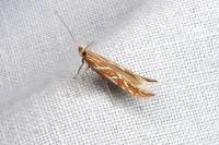 Pyroderces argyrogrammos