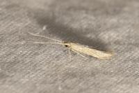 Coleophora