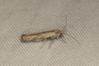 Zelleria oleastrella