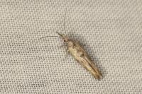 Zelleria oleastrella