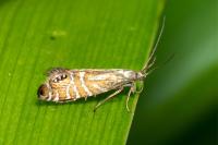 Glyphipterix thrasonella