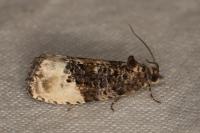 Hedya nubiferana
