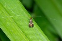 Adela australis