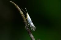 Argyresthia spinosella