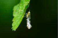 Argyresthia spinosella