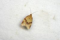 Clepsis consimilana