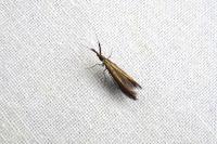 Coleophora
