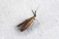 Coleophora