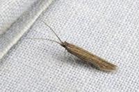 Coleophora