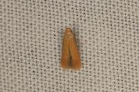 Tischeria