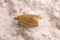 Clepsis consimilana
