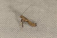Caloptilia cuculipennella