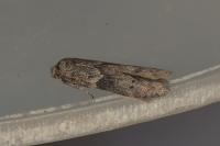 Blastobasis glandulella