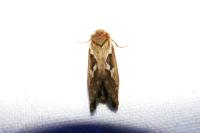 Korscheltellus lupulinus