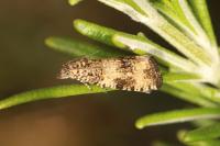 Celypha rurestrana