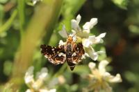 Thyris fenestrella