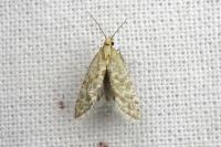 Aethes moribundana