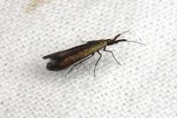 Coleophora