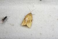 Lozotaenia cupidinana