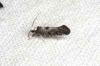 Paraswammerdamia albicapitella