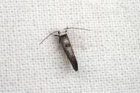 Paraswammerdamia albicapitella