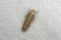 Platyedra subcinerea