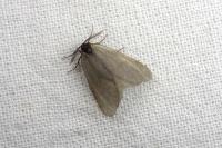 Rebelia plumella surientella