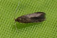 Coleophora serratella