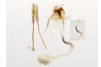 Coleophora serratella