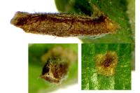 Coleophora serratella