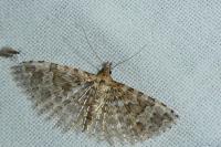 Alucita cymatodactyla