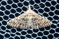 Alucita grammodactyla
