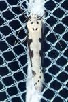 Ethmia bipunctella