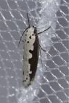 Ethmia bipunctella